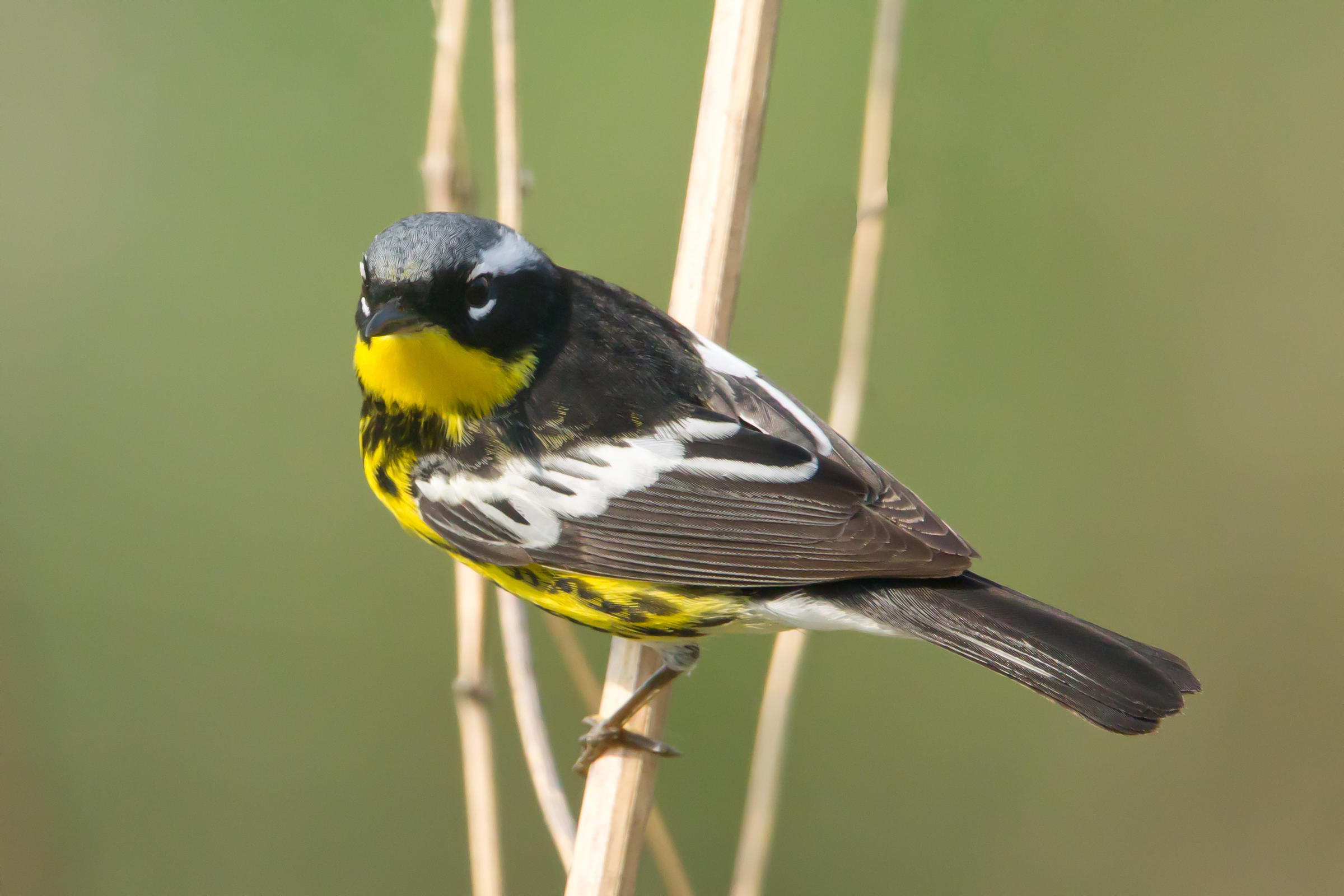 Audubon Minnesota