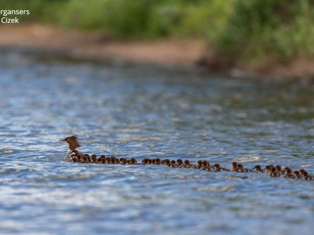 Mama merganser and the climate conundrum 