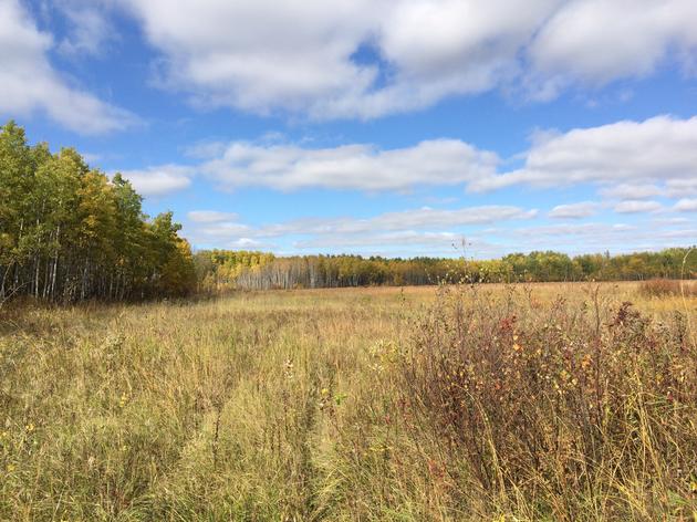 240 Acres of Important Bird Habitat Now Permanently Protected in Northwest Minnesota