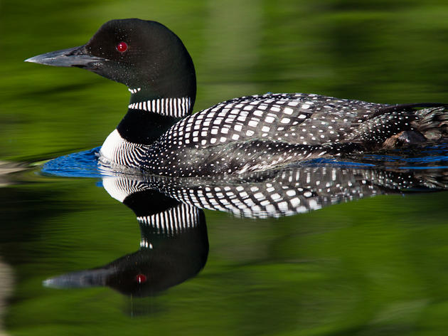 Audubon and National Park Service Predict Big Changes for Birds in a Warming World