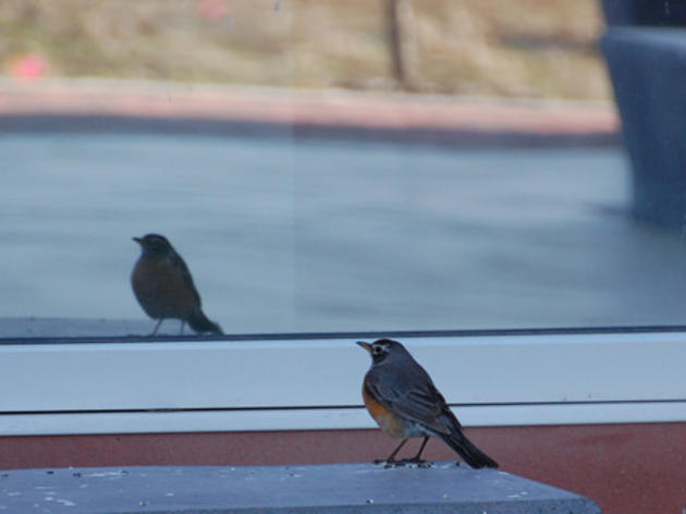 Birds attacking your windows?
