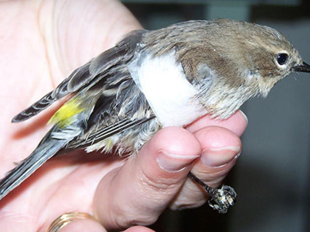 bird injured wing treatment