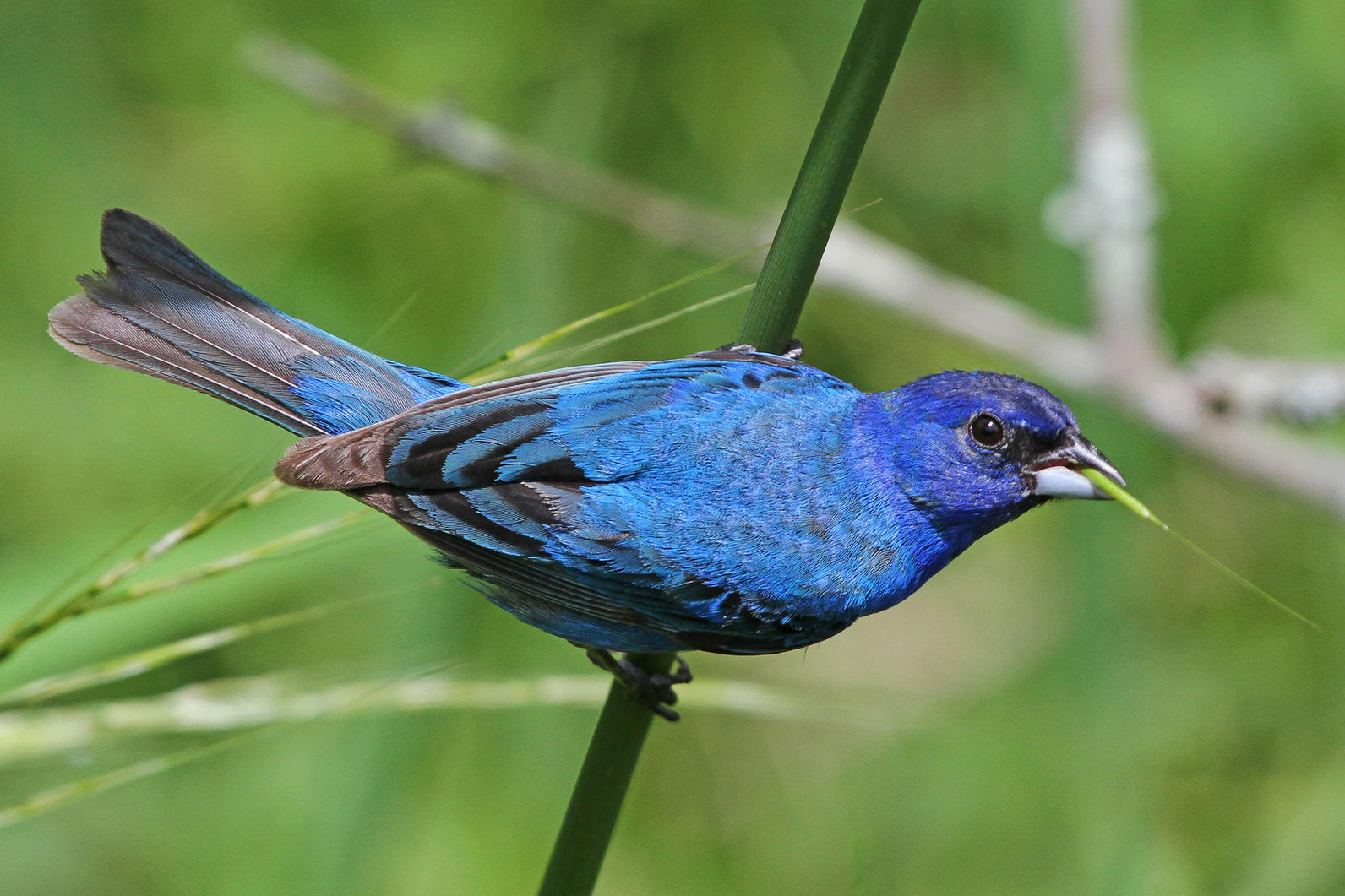 Indigo Bunting