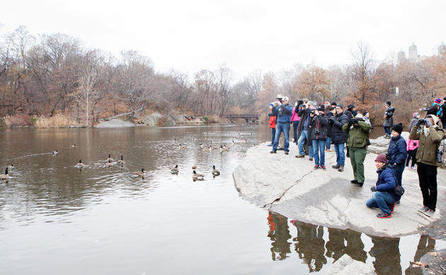 birding tours minnesota