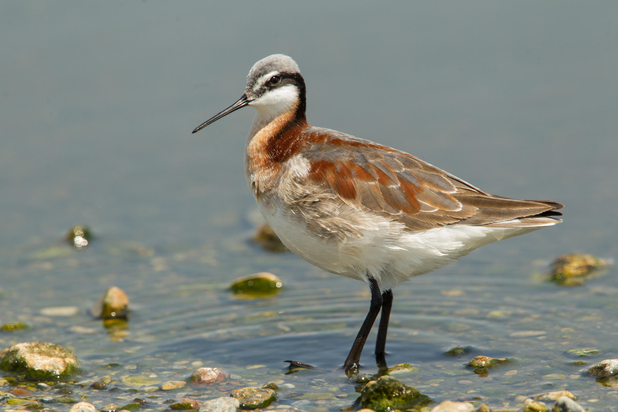 Audubon Minnesota